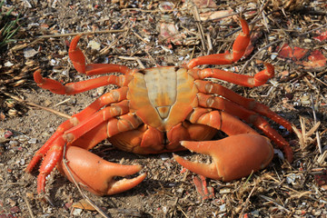 Tote kubanische Landkrabbe auf Küstenstraße