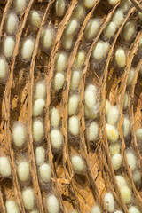 Silk Worm Eggs in the Nest