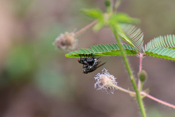 Mating flies  under leaf