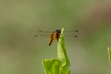 dragonfly on leaf