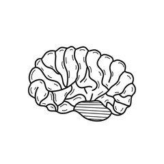 Hand drawn human brain isolated on a white. Vector illustration.