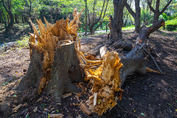 台風の被害で倒れた大木
