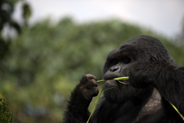 The endangered mountain gorillas (Gorilla beringei beringei) of Rwanda
