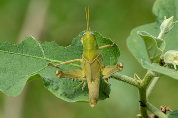 grasshopper on leaf