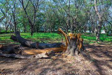 台風の被害で倒れた大木