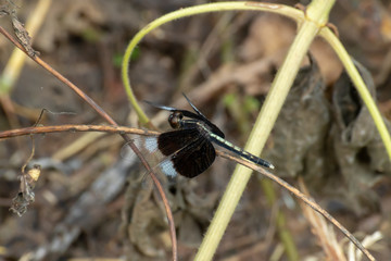 dragonfly on branch