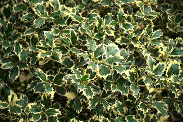 Green and yellow leaves background. Beautiful plant texture. Green and yellow bush.