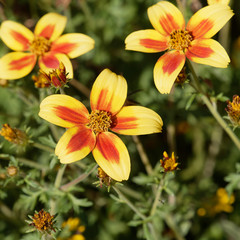 Fototapeta premium Bidens ferulifolia - Close up on petals of beedance painted red stripe