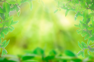 Closeup nature green for background/texture leaf blurred and greenery natural plants branch in garden at summer under sunlight concept design wallpaper view with copy space add text.