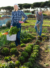 Family harvesting vegetables in the garden