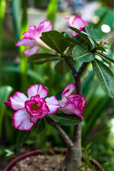 Flower of unique beauty, originating from South Africa and part of the Apocynaceae family