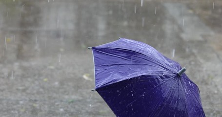 rain drops falling on umbrella. Purple umbrella on the floor with heavy rain, storm, wind, natural disaster,
