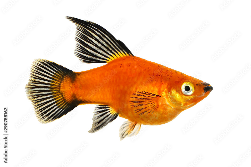 Wall mural high fin red wag platy xiphophorus maculatus mickey mouse platy aquarium fish