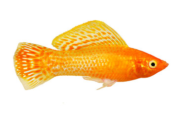 Sailfin molly Aquarium Fish Poecilia latipinna