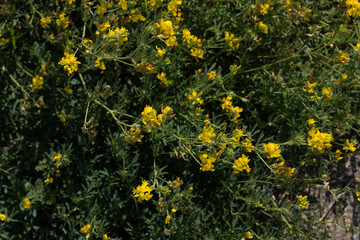 perennial plant, with tetrahedral leaves, is used as a remedy for depression. with small yellow flowers