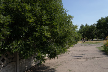 small street, cracked asphalt, people walking far, large trees, fence, orange daylily bush