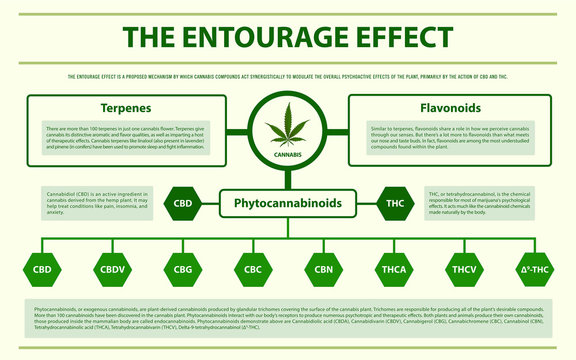 The Entourage Effect horizontal infographic illustration about cannabis as herbal alternative medicine and chemical therapy, healthcare and medical science vector.