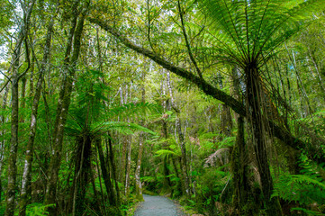 Minnehaha Walk￨nature study trial￨Te Wahipounamu￨The Place of Green Stone￨World Heritage in South West New Zealand