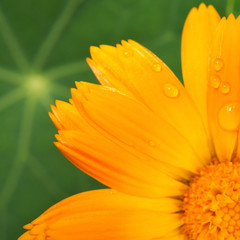 Calendula flower with raindrops on the petals against the background of a green leaf of nasturtium. View from above. Macro