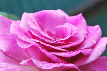 Rose rose 