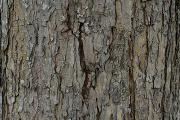 .Close up tree bark texture as a wooden background.