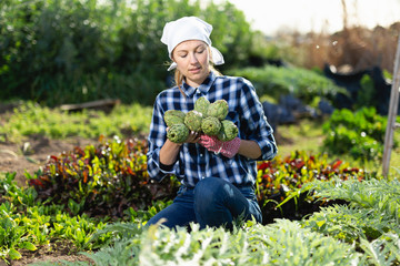 Girl cuts ripe artichokes with a pruner in the garden