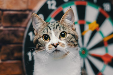 portrait of a tabby cat against the background of a circle of darts