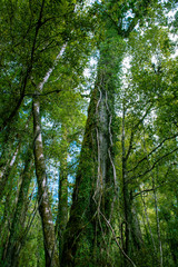 Minnehaha Walk￨nature study trial￨Te Wahipounamu￨The Place of Green Stone￨World Heritage in South West New Zealand