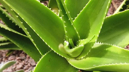 Aloe succotrina, the Fynbos aloe, also known as Table Mountain Aloe.