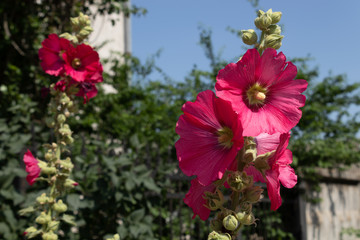 two beautiful stems with flowers and buds of saturated color are highlighted in close-up and...