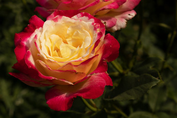 hybrid tea roses grow in the open field in summer against a background of dark green leaves with a delicate aroma