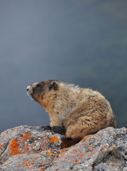 marmot on rock