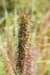 Obraz premium Flaschenputzer Gras