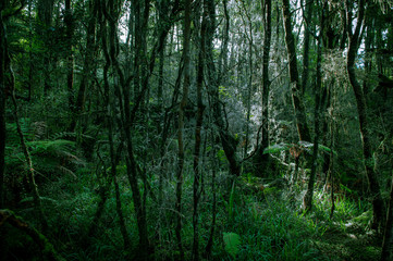 Minnehaha Walk￨nature study trial￨Te Wahipounamu￨The Place of Green Stone￨World Heritage in South West New Zealand