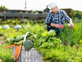 Joyful young woman harvesting vegetables in a basket