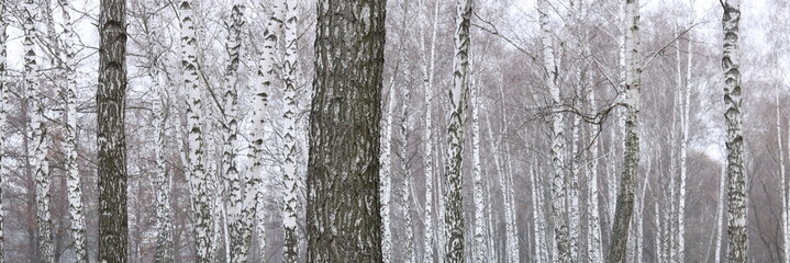 Young birches with black and white birch bark in spring in birch grove against the background of other birches