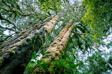 Fototapeta premium Minnehaha Walk￨nature study trial￨Te Wahipounamu￨The Place of Green Stone￨World Heritage in South West New Zealand