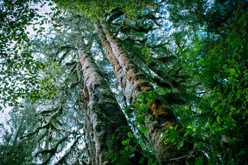 Fototapeta premium Minnehaha Walk￨nature study trial￨Te Wahipounamu￨The Place of Green Stone￨World Heritage in South West New Zealand