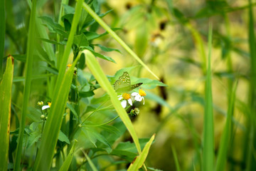 Butterfly eating nectar from pollen