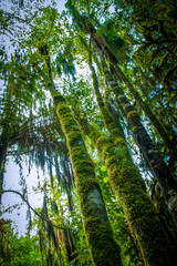 Fototapeta premium Minnehaha Walk￨nature study trial￨Te Wahipounamu￨The Place of Green Stone￨World Heritage in South West New Zealand