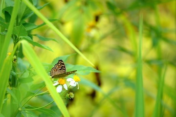 Butterfly eating nectar from pollen
