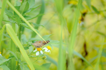 Butterfly eating nectar from pollen