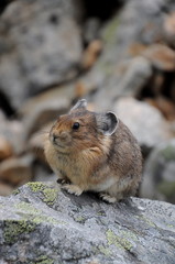 american pika