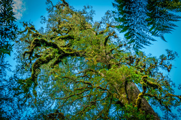 Minnehaha Walk￨nature study trial￨Te Wahipounamu￨The Place of Green Stone￨World Heritage in South West New Zealand