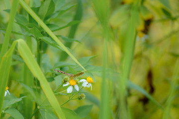 Butterfly eating nectar from pollen