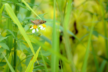 Butterfly eating nectar from pollen
