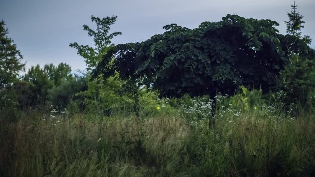 Glowing in the dark insects - fireflies fly over the meadow. Night timelapse video