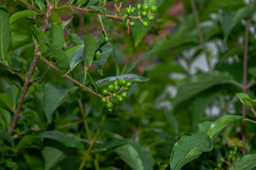 Obraz premium privet hedge with unripe green fruits on rainy day