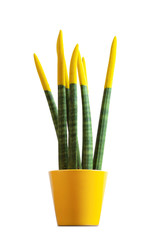 Sansevieria, velvet touchz with yellow color. © Antonio Gravante