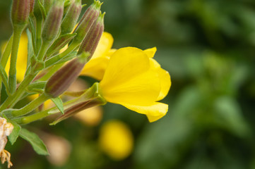 yellow flower of an evening primrose in sunlight